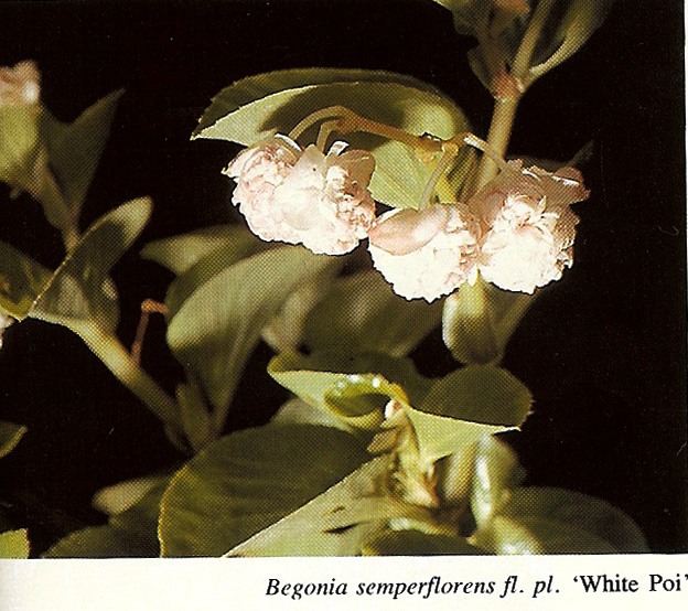 B. ‘White Poi’